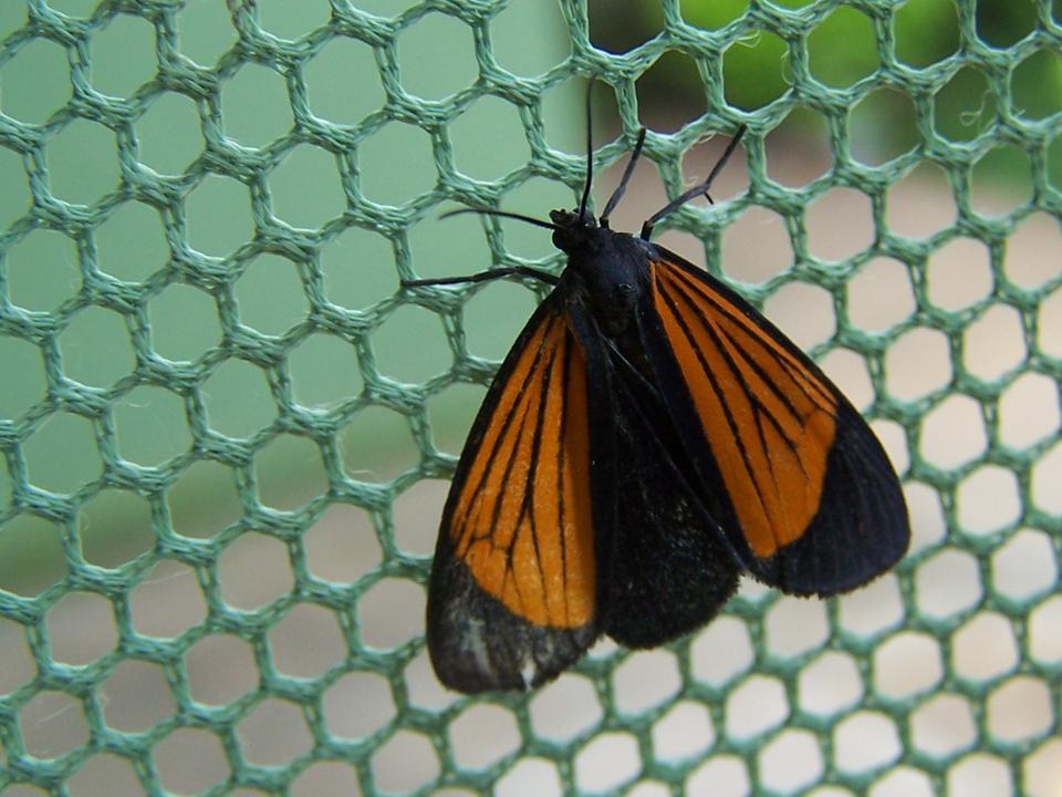 FIGURE 1 FIGURE 1